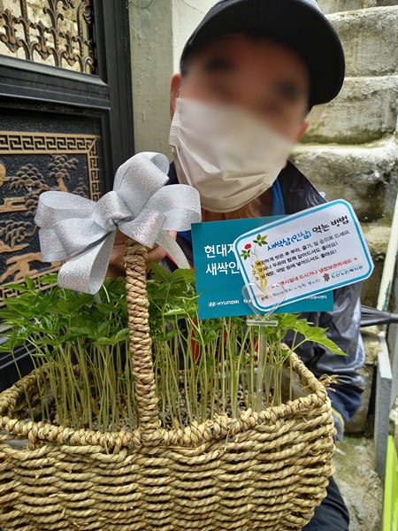 새싹삼3.jpg